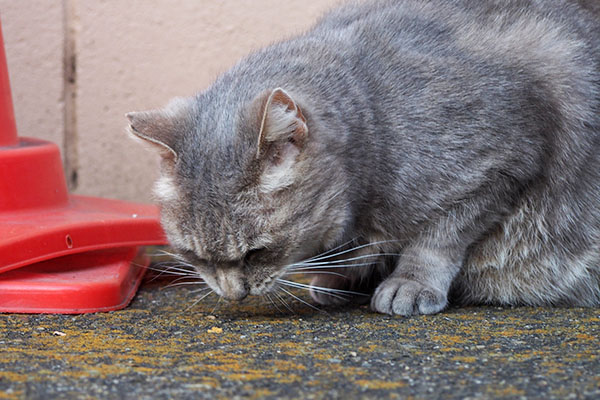 食べ終わりそう　グリ