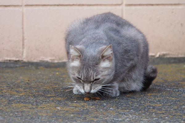 お代わり　グリ