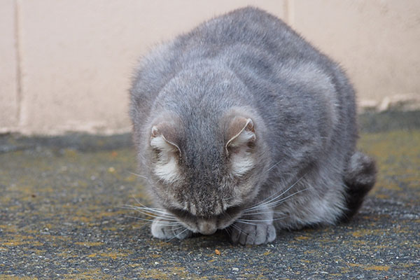 頭の天辺　グリ