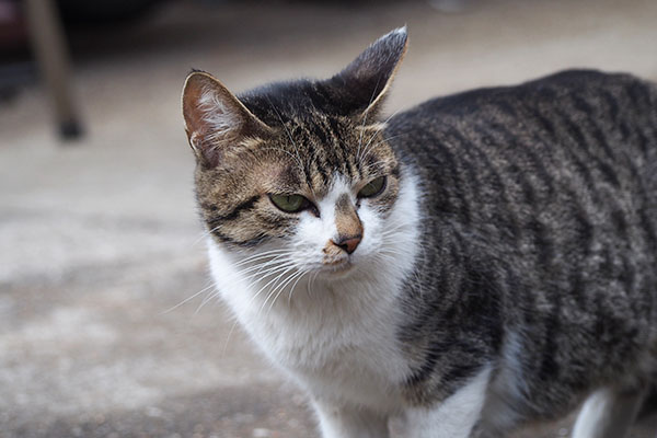 見守る　母猫　さくら