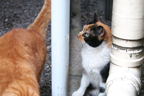 カブのしっぽを見るリコ