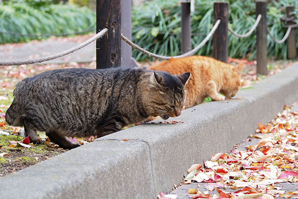 イカ耳で食べるトッキー