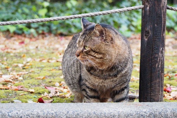 遠くを見てるトッキー