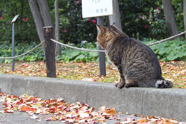 トッキーの背中