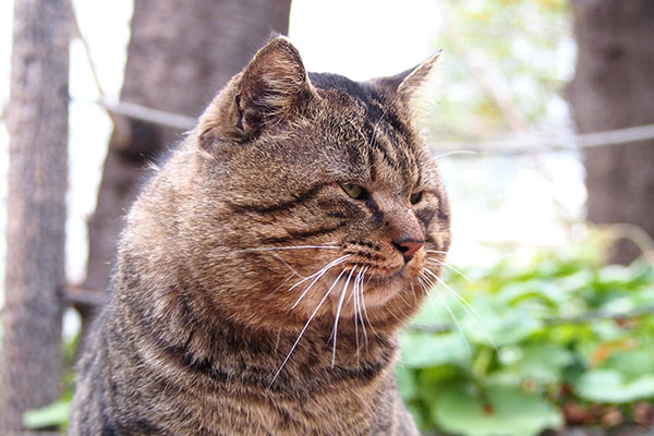 近くに居たトッキーもコルレを見る