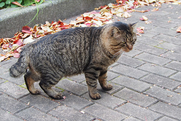 ブルブル後のトッキー　まるい