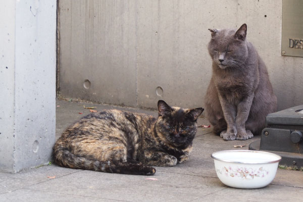 ２にゃん　ロシとサビチ