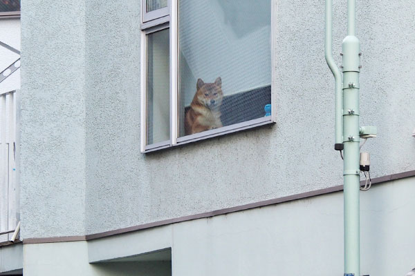 窓から見ている柴犬さん
