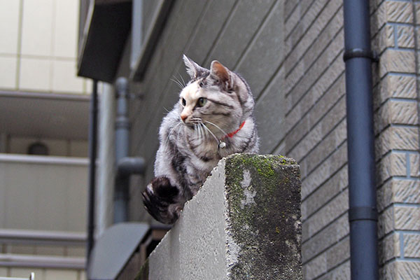 正面から　クルミ　横向く