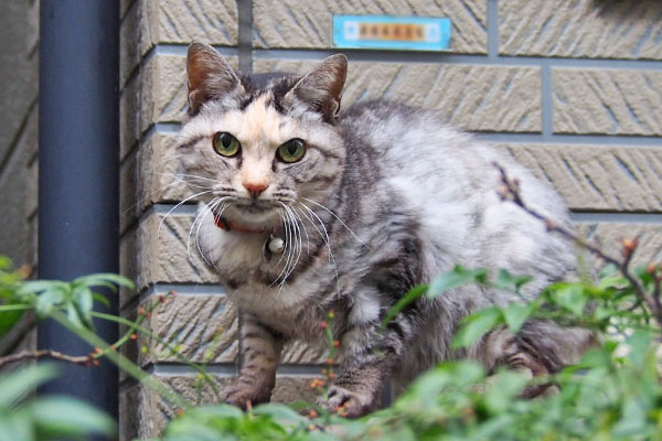 逃げるかどうか考え中　クルミ