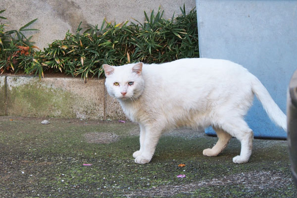 シュニ　こちらを見る