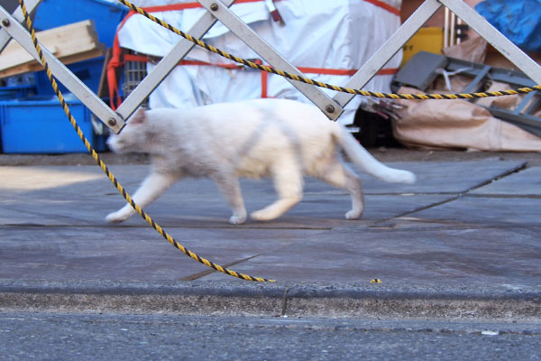 シュニ　再びゴー