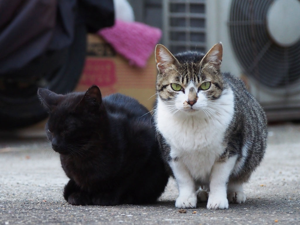 さくらと黒仔猫