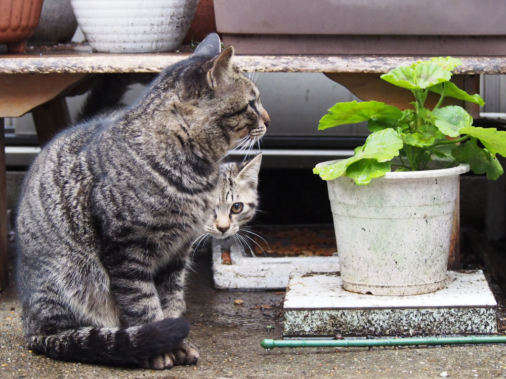 キー坊と妹猫