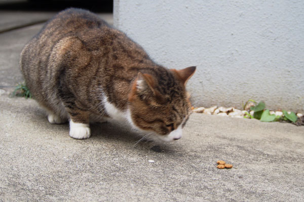 サーヤ食べる