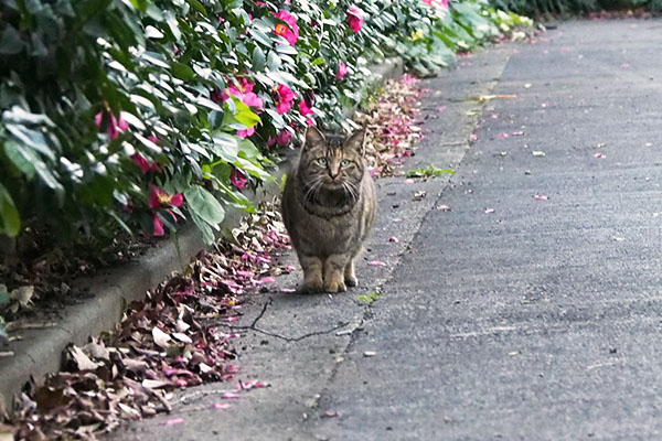 サキが居た