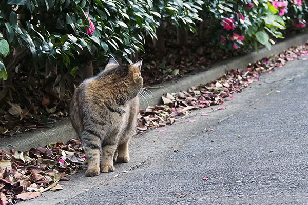 後ろを見る　サキ