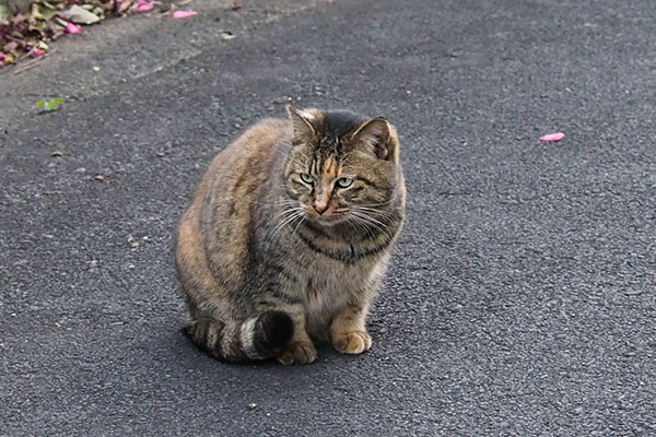 メレンゲが向かった方向を見てる　サキ