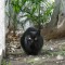 神社のくろねこチョコ