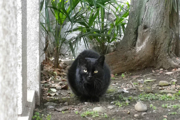 神社のくろねこチョコ