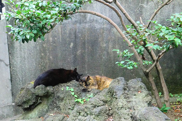 神社猫カエデとチョコは親子