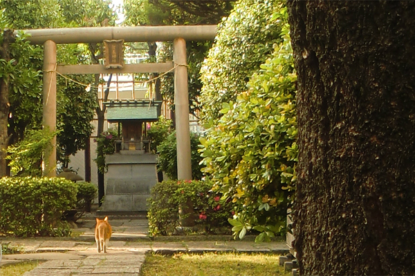 鳥居に向かって走る猫