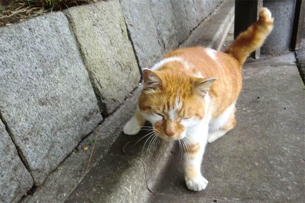 お腹減った風の外モン