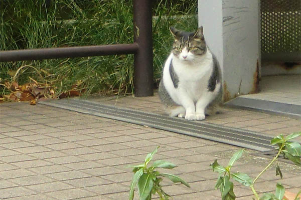 公園のねこ