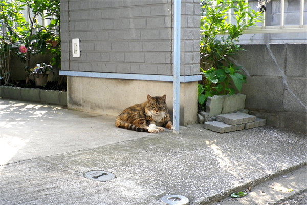 ガレージで寛ぐポポ