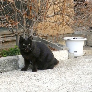 うどんやさんのくろ太