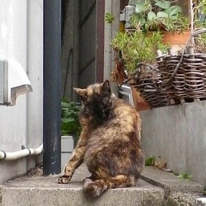 顔が分かり辛いサビちゃん