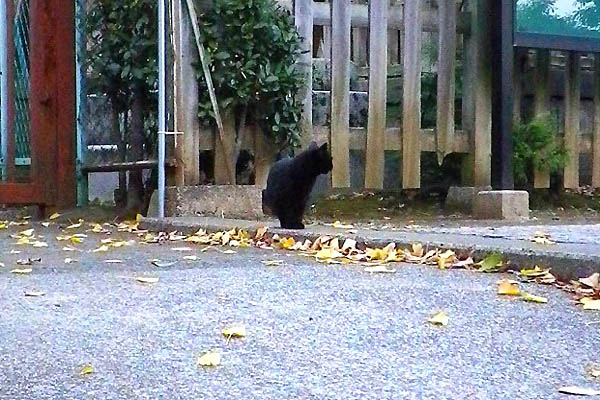 神社猫ココ