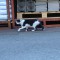 逃げるセメント工場ねこ