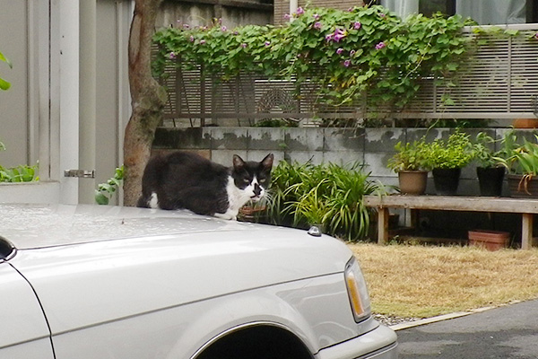 最初に撮影した洋服や猫2日目