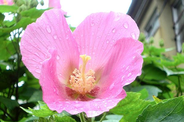 梅雨の芙蓉