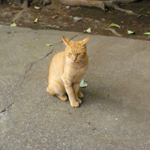 イカ耳の新入り