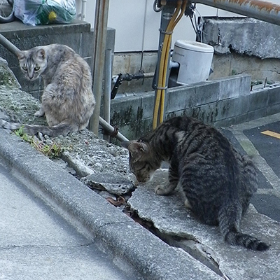 銀とタビワンのオヤツタイム