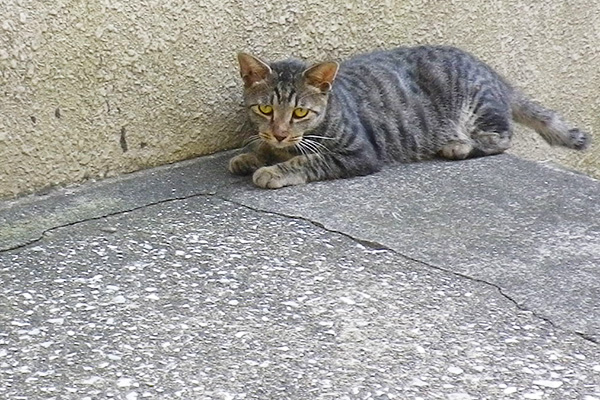 タビワンの金色の目