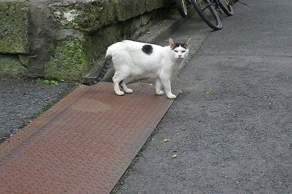 テン正面引き