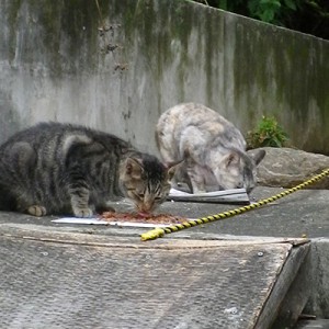 タビワンと銀の食事