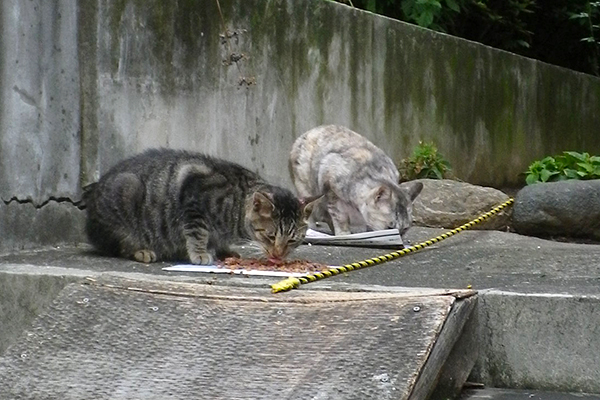 タビワンと銀の食事