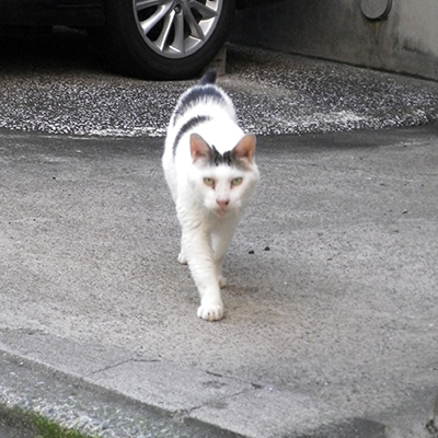 夏痩せリボン