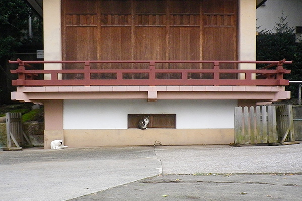 神社雫とヤコ