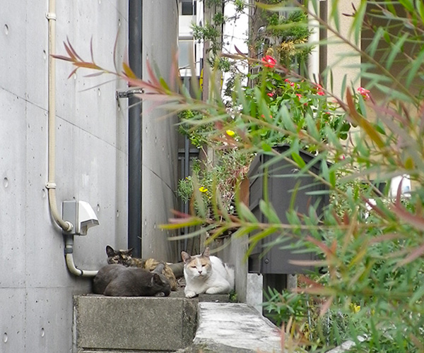 邸宅にゃんずと花