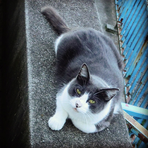 神社猫リン