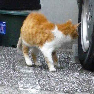 後ろを向くチャーコ