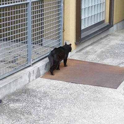 黒太歩く後ろ姿