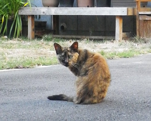 振り返るサビ猫