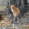 神社猫ナチャと木の根っこ