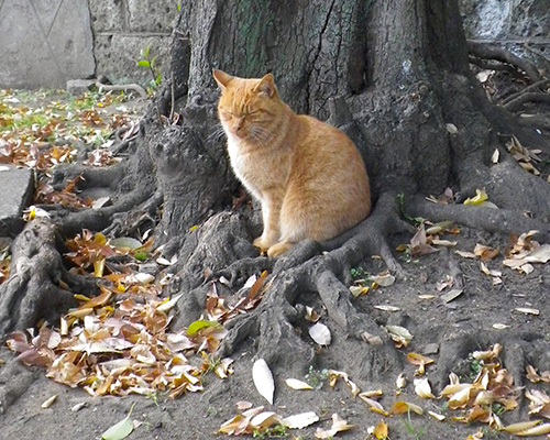 神社猫ナチャと木の根っこ